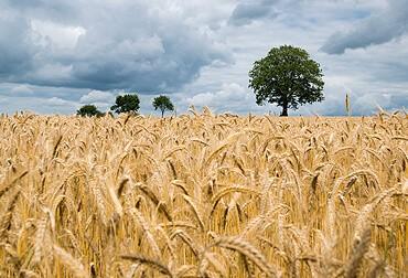 Gia Lai Farm – Nông sản tươi sạch