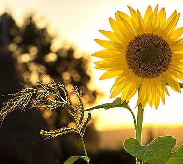 Gia Lai Farm – Nông sản tươi sạch